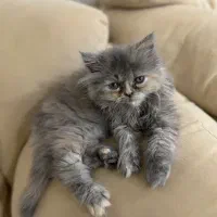 بچه گربه دوماهه