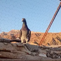 کفتر|حیوانات|زرند, |دیوار