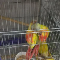 گیرینچیک راهب لری آرا فنجان مرغ عشق قناری