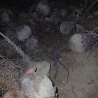 لبو تازه و کاشت خودمون