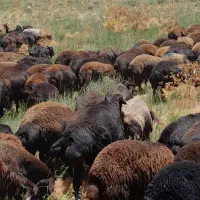 قوچ چهار دندان قزل افشار|حیوانات مزرعه|ماهنشان, |دیوار