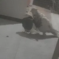 کبوتر گمشده (قلمکار)|حیوانات|چهارباغ, |دیوار