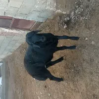 فروش بره قوچ