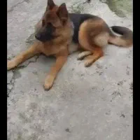 سگ نژاد داچ شیپرد