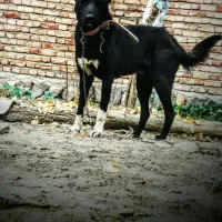 سگ گله نگهبانی