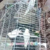 فروش چهار تا عروس هلندی در شهرری