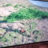 ال  ای دی 50 اسنوا|تلویزیون و پروژکتور|مریوان, |دیوار