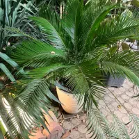 گیاهان اپارتمانی و اکواریوم بزرگ و کوچیک با ماهی|گل و گیاه طبیعی|مشکیندشت, |دیوار