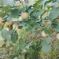 نیازمند کارگر الو پوست کردن