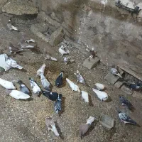 کبوتر|پرنده|کوثر, |دیوار