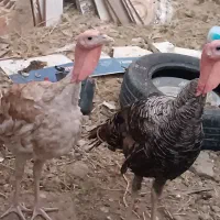 بوقلمون