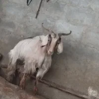 بز و بزغاله