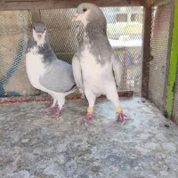 کبوتر