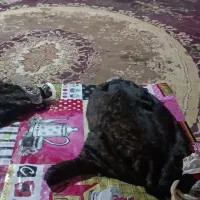 خیگ هفت و هشت کیلویی