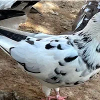 11عدد کفتر به قیمت مناسب