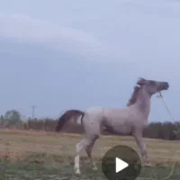 اسب کرد|اسب و تجهیزات اسب‌سواری|میاندوآب, |دیوار