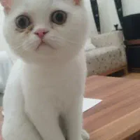 پیشی بریتیش نر سه ماهه و انگل تراپی شده|گربه|تهران, شهید اسدی|دیوار