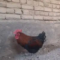 خروس محلی|حیوانات مزرعه|تربت‌حیدریه, بالا ولایت|دیوار