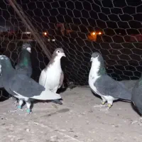 ۵ عدد کبوتر|پرنده|رفسنجان, |دیوار