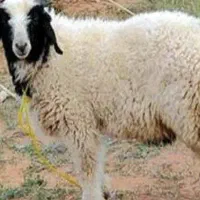 بره نر میام