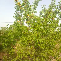 زمین فروشی