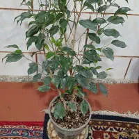 بنجامین ودیفن باخیا وسانسوریا بسیارزیبا|گل و گیاه طبیعی|اهواز, حصیرآباد|دیوار