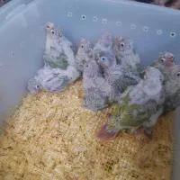 طوطی گرینچیک های سرلاکی  رد و اکستریم و دبل رد|پرنده|قائم‌شهر, |دیوار