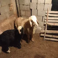 میش|حیوانات مزرعه|جره و بالاده, |دیوار