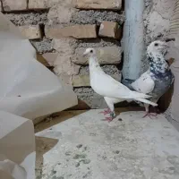سار المانی جفتگاه وپرش
