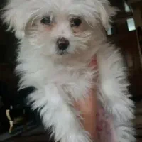 سگ شیتزو|سگ|خمینی‌شهر, |دیوار