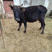 گاو با گوساله ماده جرسی|حیوانات مزرعه|فومن, |دیوار