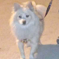 سگ پامر روباهی