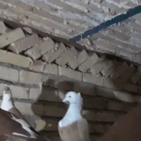 کله الماسی|پرنده|تربتحیدریه, حاجی یار|دیوار