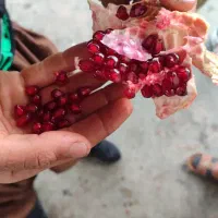 انار کوهدشت