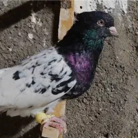 معاویه یا فروش