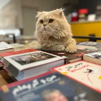 آماده جفتگیری با گربه ماده