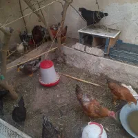 مرغ و خروس|حیوانات مزرعه|قصرشیرین, |دیوار