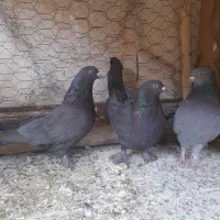 ماده گچی سیاه گرگی|پرنده|شهرکرد, |دیوار