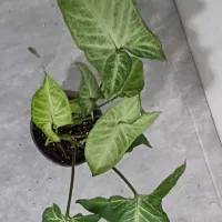 فروش انواع گل و گیاه آپارتمانی|گل و گیاه طبیعی|خاش, |دیوار