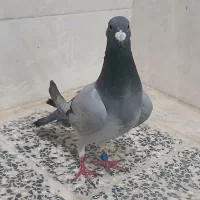 ماده پلاکی وتخم بچی