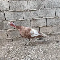 جفت بوقلمون بوربون|حیوانات مزرعه|سراوان, |دیوار