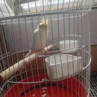 عروس هلندی لیتونی