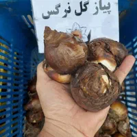 پیاز گل نرگس|خدمات باغبانی و درختکاری|اصفهان, کوی امام|دیوار