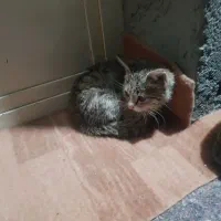 بچه گربه نر سه ماهه|گربه|تیکمه داش, |دیوار