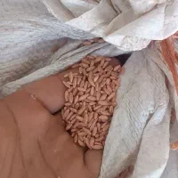 بذر گندم دیمی  بوجاری شده برا امسال|عمدهفروشی|بزینه رود, |دیوار