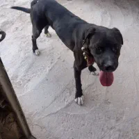 سگ نگهبان عالی