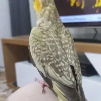 عروس هلندی گمشده