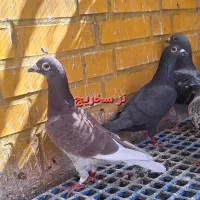 تعدادی کبوتر خوب|پرنده|اهواز, کوی مهدیس|دیوار