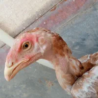 جوجه لاری نر