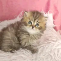 واگذاری گربه های نژاد دار|گربه|بوشهر, |دیوار